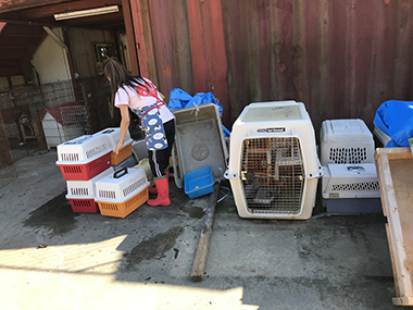 ペット用品寄付・動物用品寄付の集荷例と再利用例